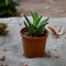 Aloe Juvenna Succulent Plant