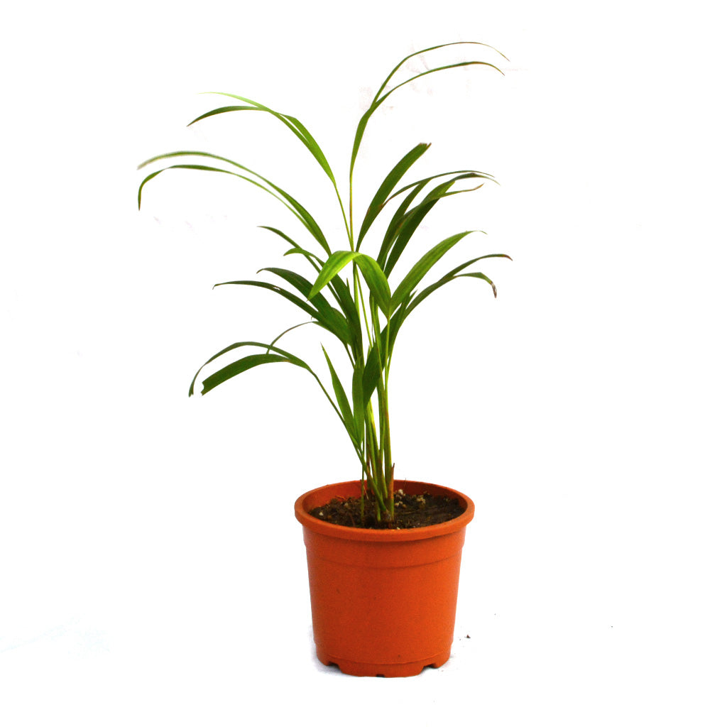 ugaoo areca palm Areca Palm Plant – Indoor Air Purifying Foliage Palm for Home & Office