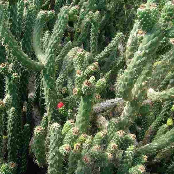 Austrocylindropuntia Subulate Cactus Plant
