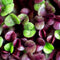 Basil Purple Microgreen Seeds
