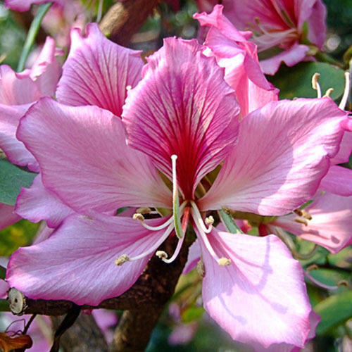 Kachar Tree Bauhinia Variegata Kachnar Plant – myBageecha