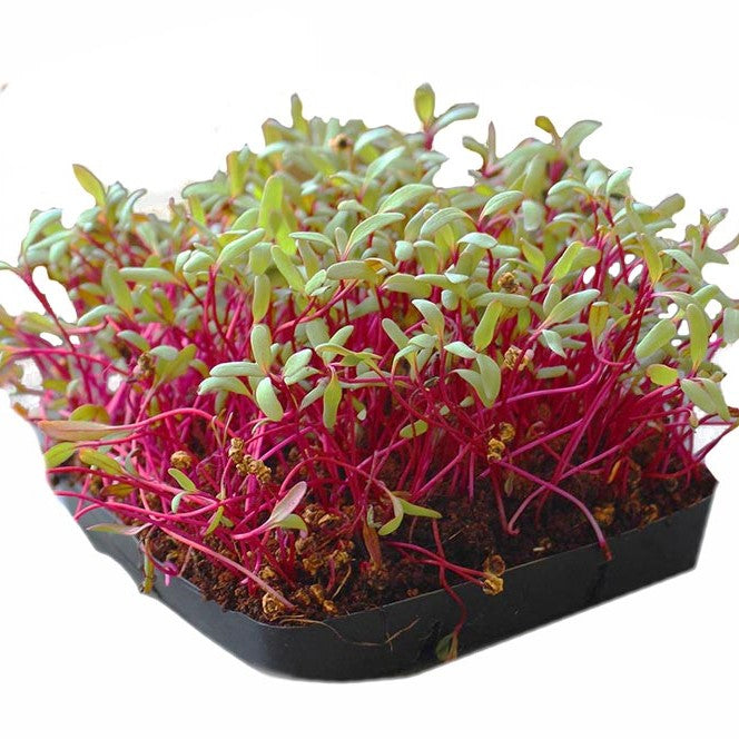 Red Mustard Microgreens Seeds for filtered light - myBageecha