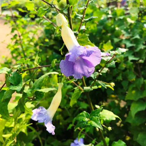 Set of 4 Flowering Vine Plants - Garlic vine +Sky Blue Custer Vine +  Bengal Trumpet Vine+  Bleeding Heart Vine - myBageecha