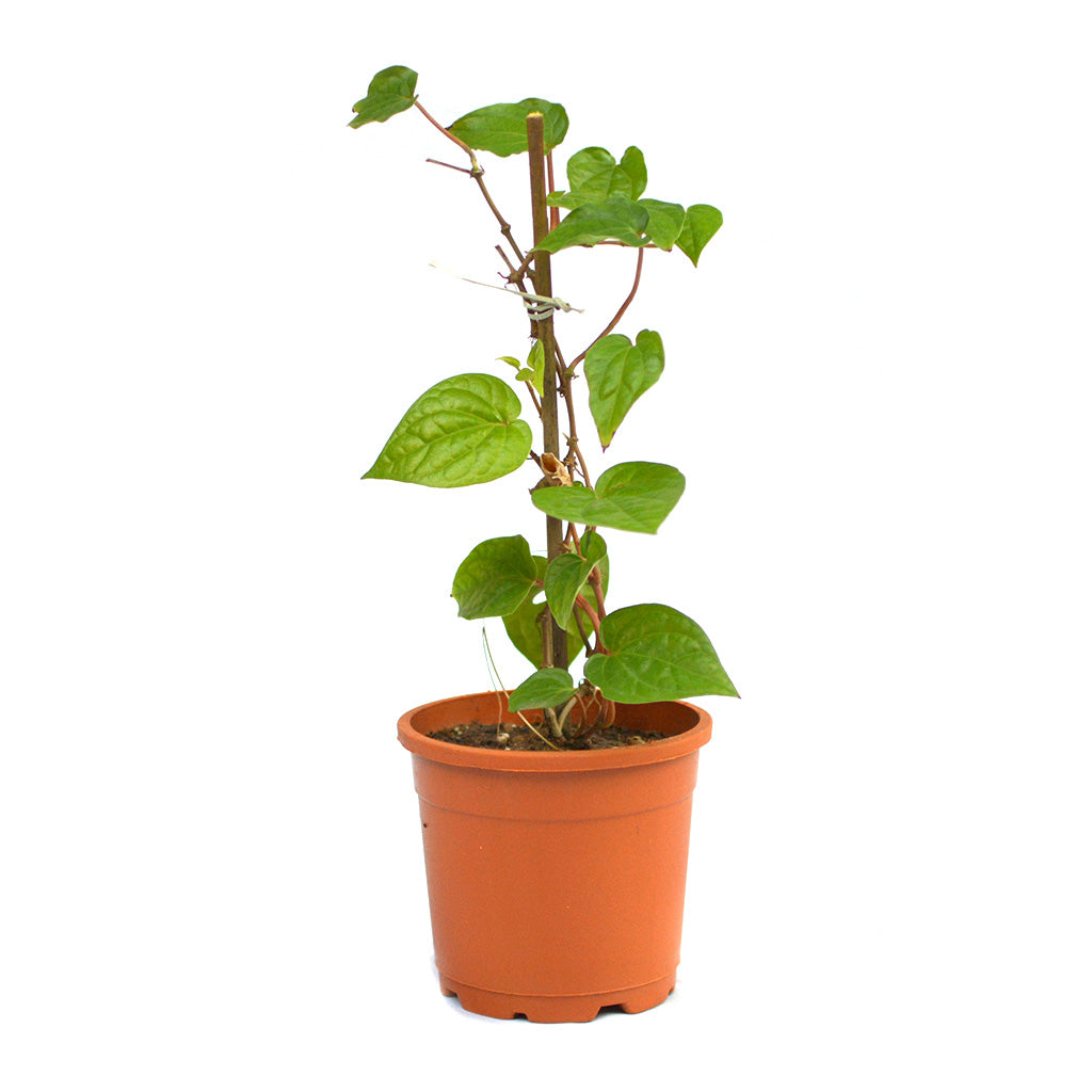 where to keep betel leaf plant in house Betel Leaf Vine Paan Plant