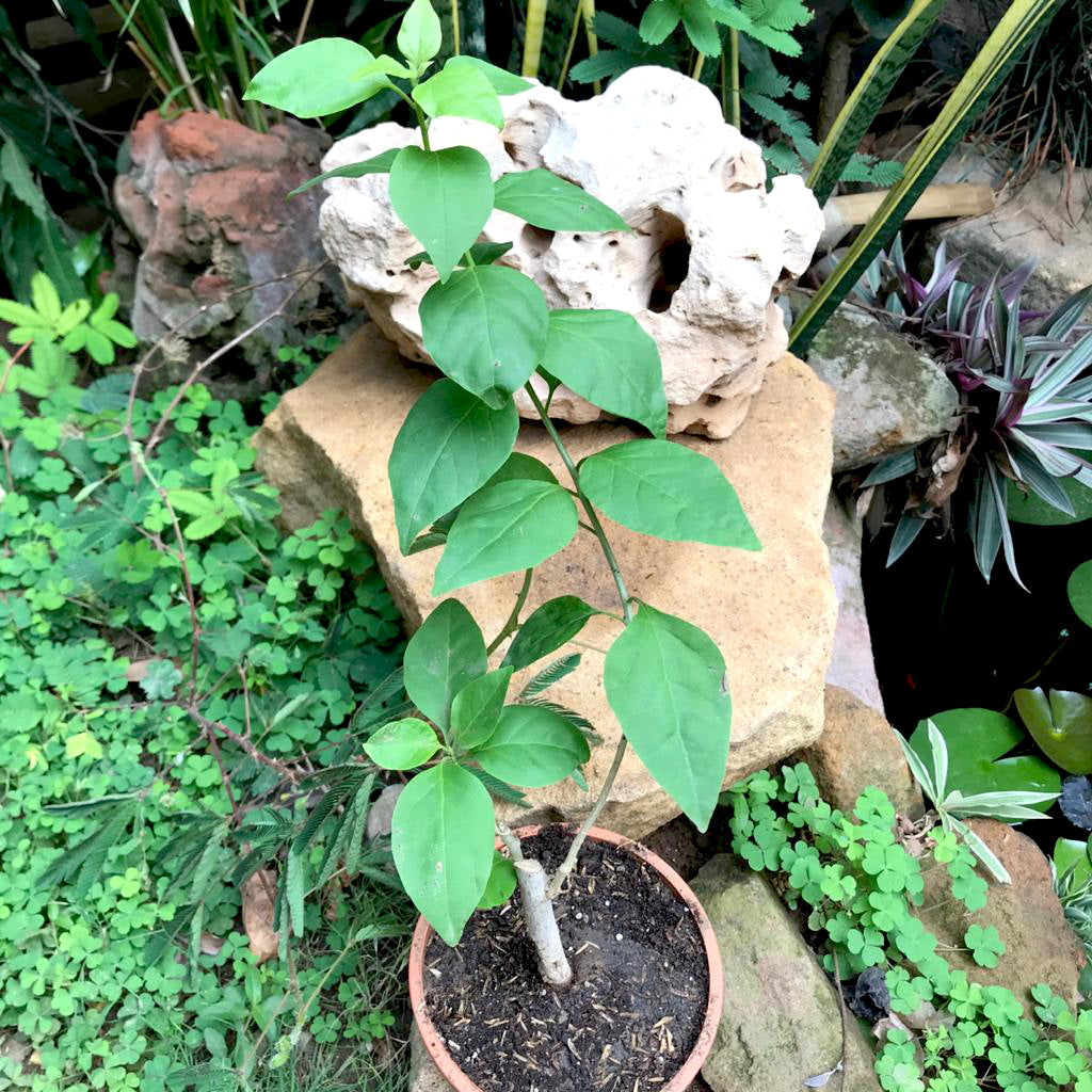 Bougainvillea Glabra Sanderiana Variegata Plant - myBageecha