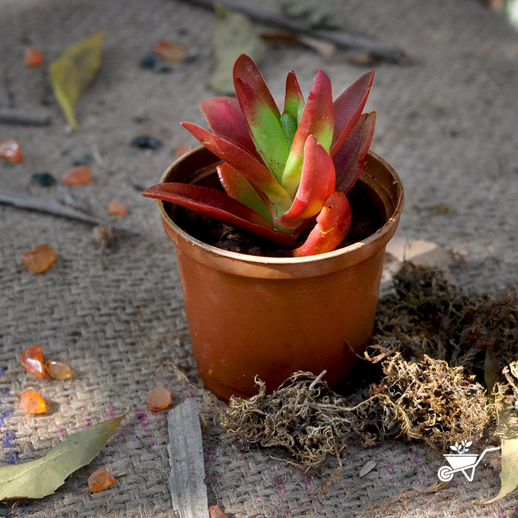 Crassula capitella 'Campfire' - Giromagi Cactus and Succulents Crassula capitella 'Campfire' - Giromagi Cactus and Succulents