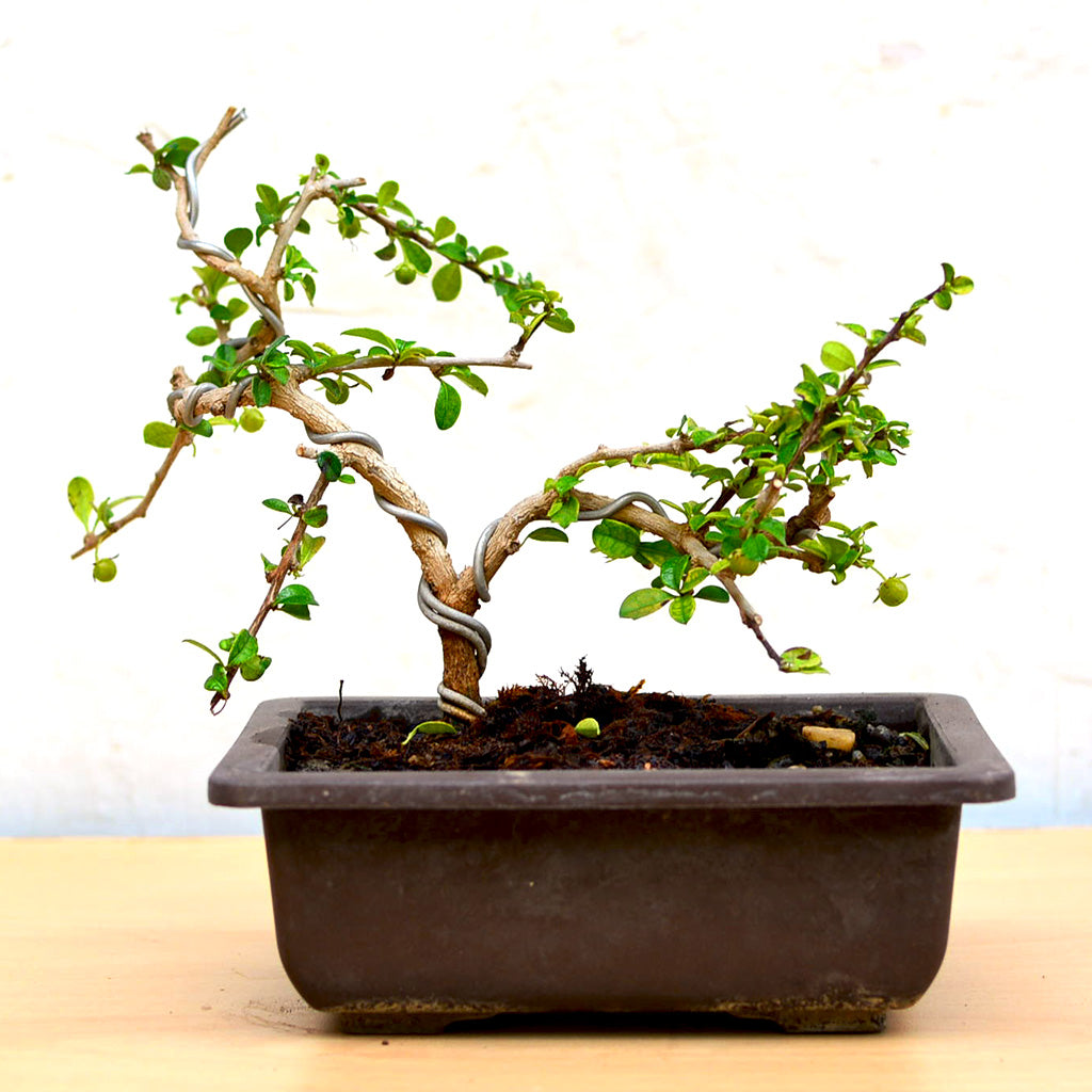 Bonsai Ehretia Microphylla Plant - myBageecha
