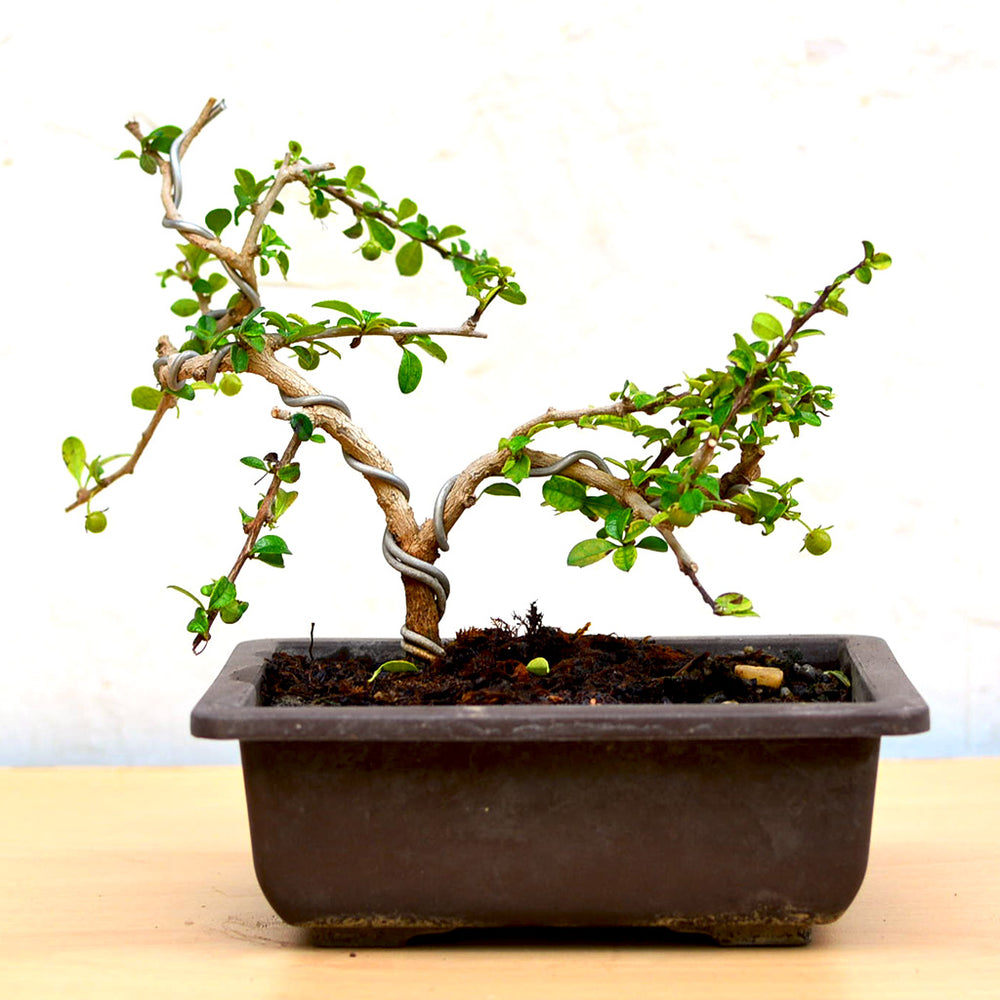 Buy Bonsai Plants Online at Best Price in India MyBageecha