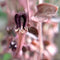 Ceropegia Woodii String of Hearts Succulent Plant