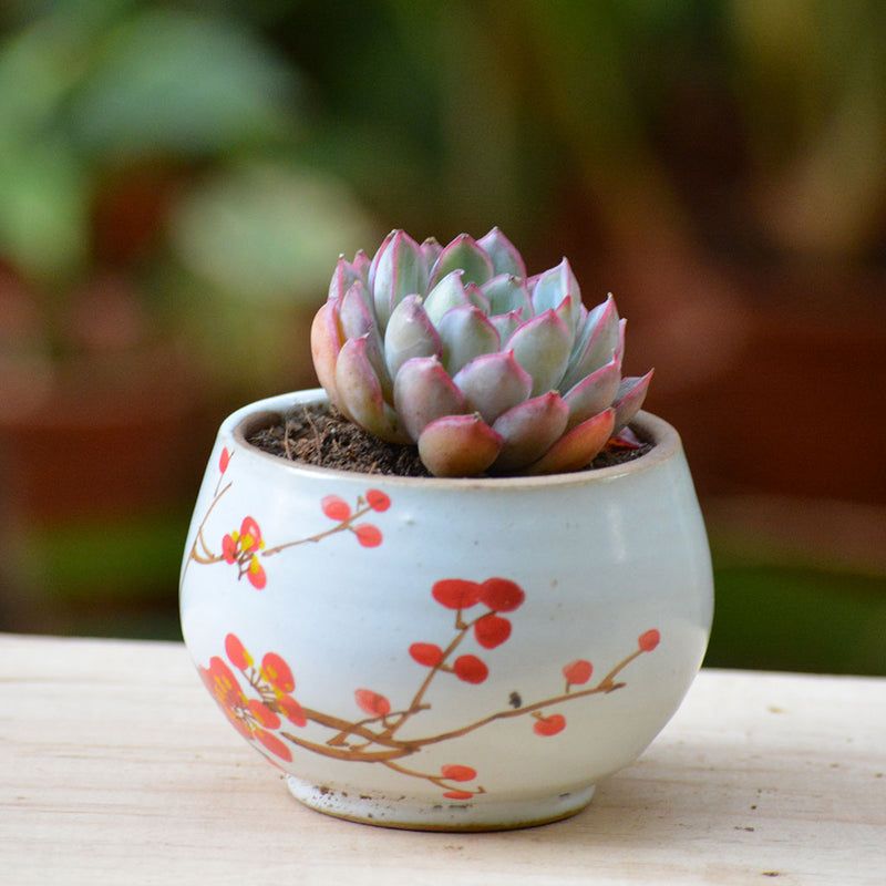Cherry Tree Ceramic Pot