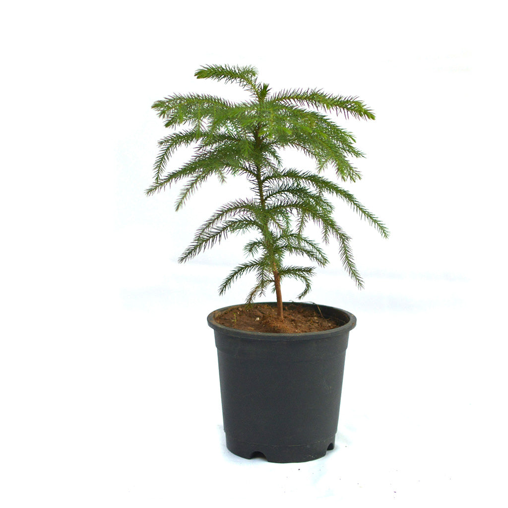 Christmas Tree Araucaria Heterophylla Plant - myBageecha