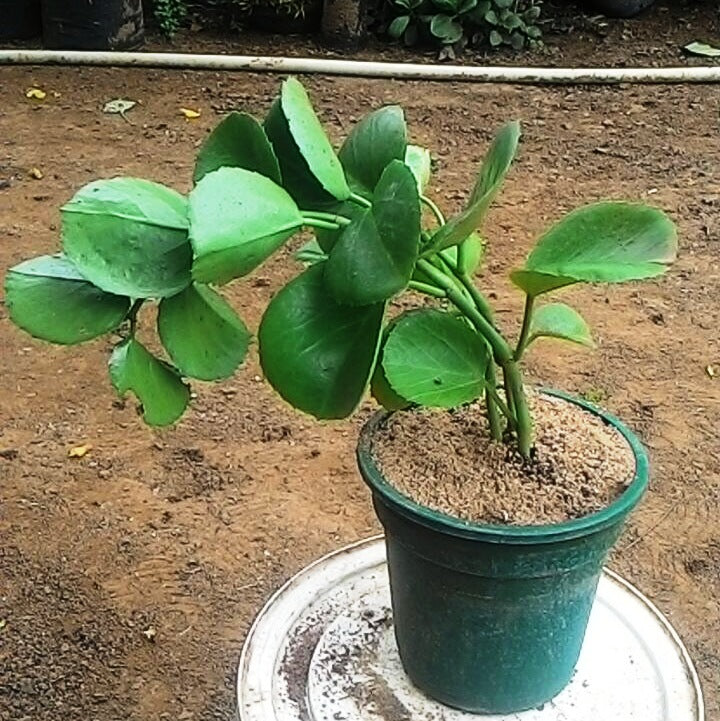 Cissus Rotundifolia Succulent Plant - myBageecha