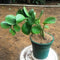 Cissus Rotundifolia Succulent Plant