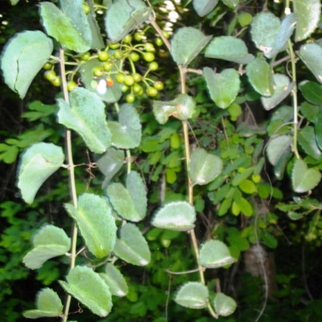 cissus succulent Cissus Rotundifolia – Trailing Succulent Plant