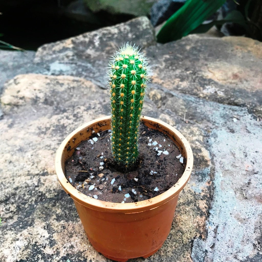 Cleistocactus Samaipatanus Cactus Plant - myBageecha