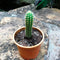 Cleistocactus Samaipatanus Cactus Plant