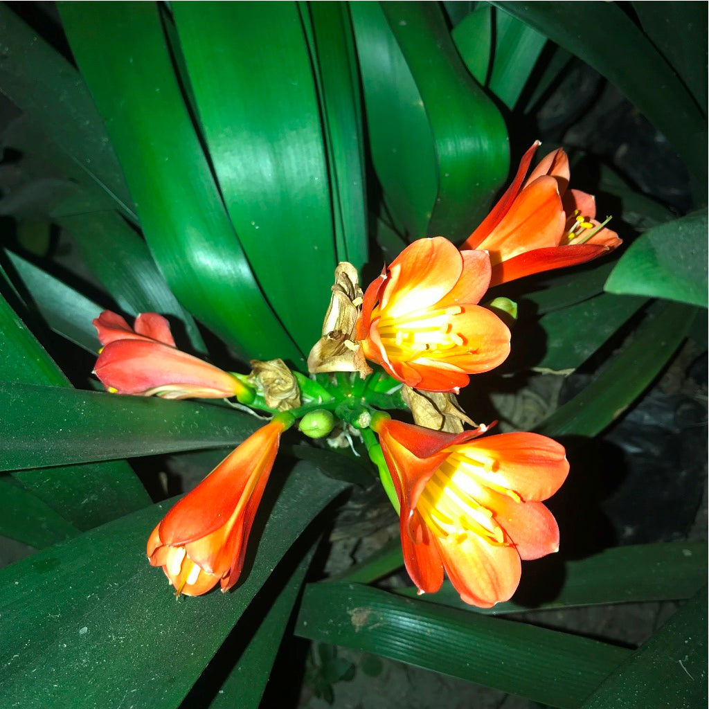 Clivia Miniata Orange Plant - myBageecha