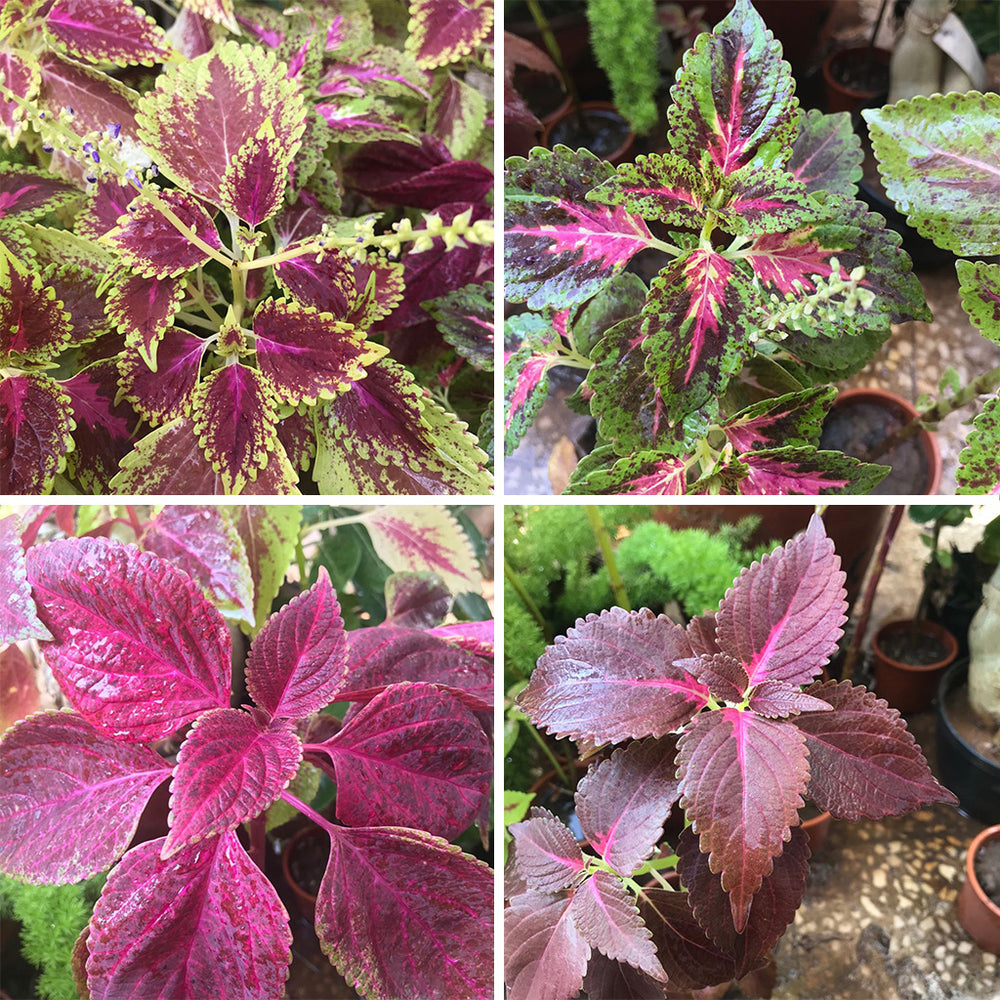 Set of 4 Assorted Coleus Plants | Colorful Outdoor Foliage