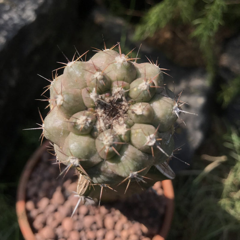 Copiapoa Hypogaea Cactus Plant
