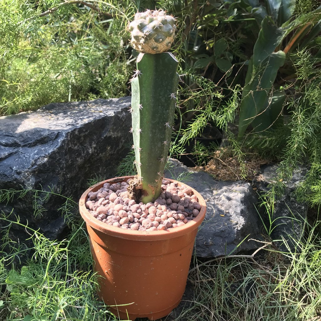 Copiapoa Hypogaea Cactus Plant - myBageecha