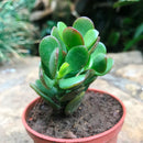 Crassula Ovata Minima Succulent Plant