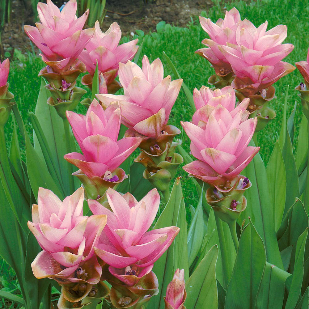Curcuma Alismatifolia 'Pink'- Summer Tulip (Bulbs) - myBageecha