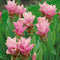 Curcuma Alismatifolia 'Pink'- Summer Tulip (Bulbs)