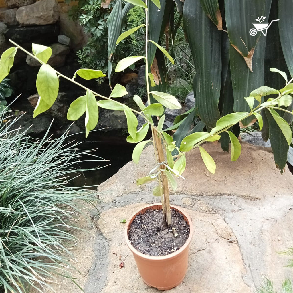 Vernonia Elaeagnifolia Curtain Creeper Plant - myBageecha