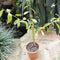 Vernonia Elaeagnifolia Curtain Creeper Plant