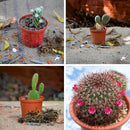 Set of 4 Assorted Cute Cactus Pack