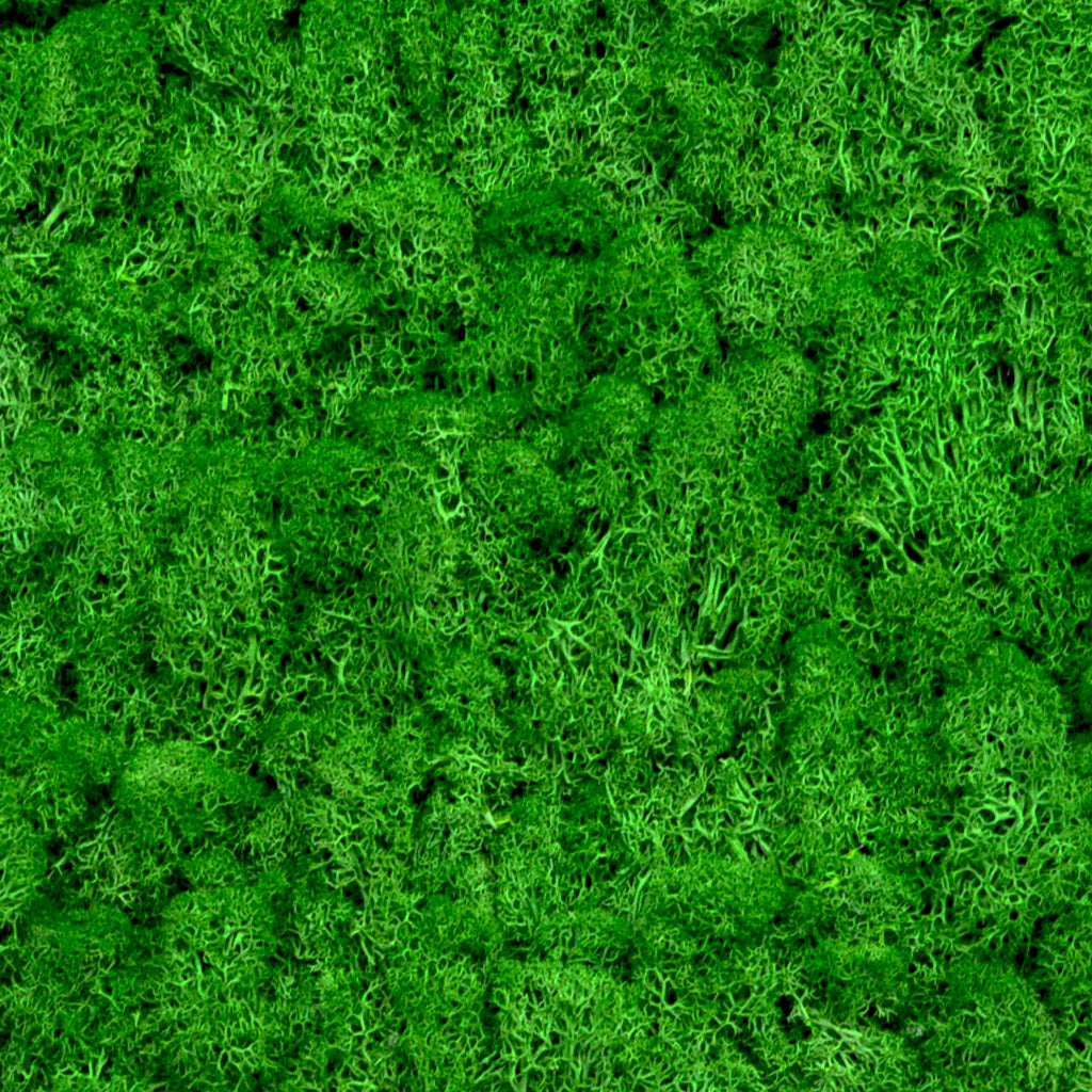 Moss Dark Green