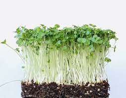 Microgreens Broccoli Raab Seeds – myBageecha
