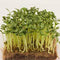 Fenugreek Microgreen Seeds