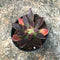 Echeveria Affinis Black Knight Succulent Plant