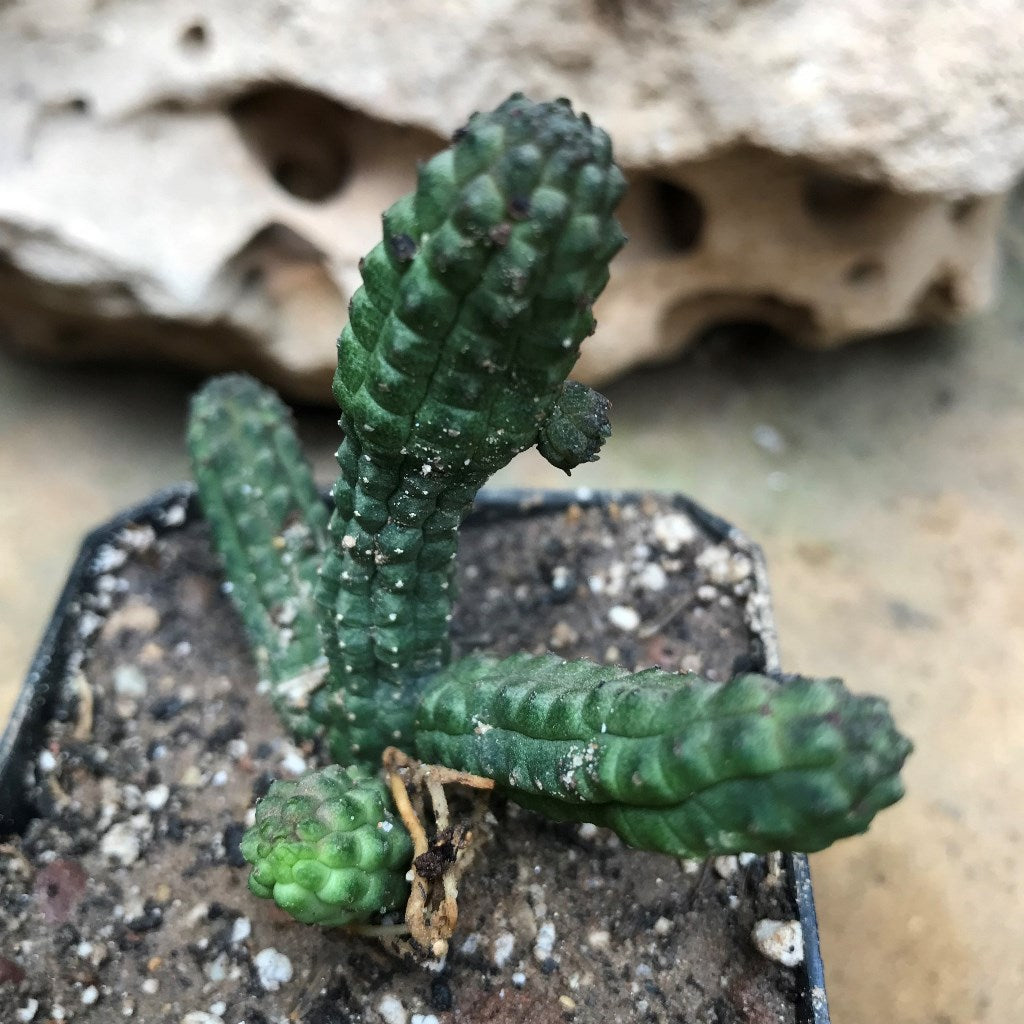 Echidnopsis Repens Succulent Plant - myBageecha