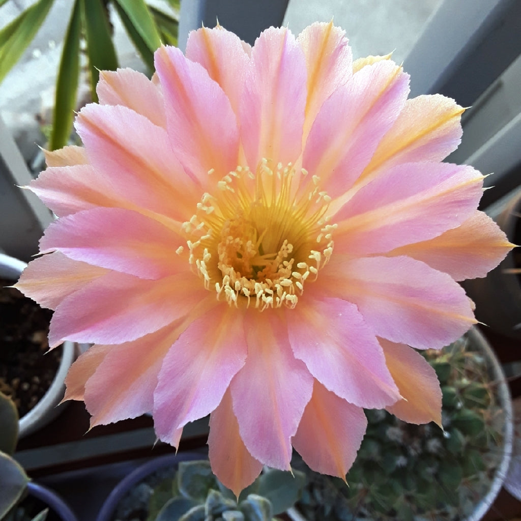 Echinopsis Hybrid Rainbow Bursts Cactus Plant - myBageecha