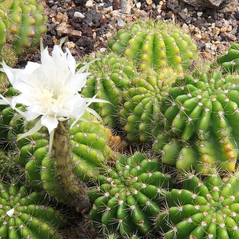 Echinopsis Calochlora Cactus Plant