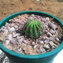 Echinopsis Calochlora Cactus Plant