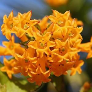 Orange Jessamine Plant - myBageecha
