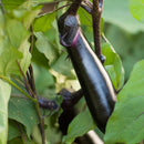 Purple Long Brinjal (Egg Plant) / Baingan Seeds myBageecha - myBageecha