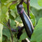 Purple Long Brinjal (Egg Plant) / Baingan Seeds myBageecha - myBageecha