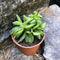 Peperomia Axillaris Succulent Plant