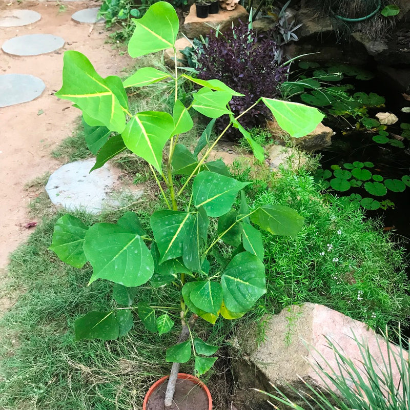 Erythrina Suberosa Pangaro Plant