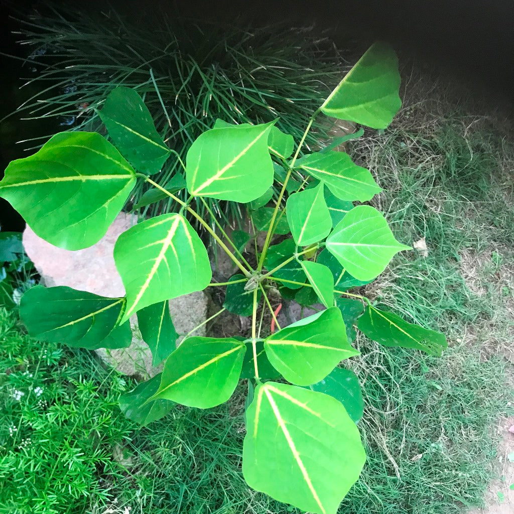 Erythrina Suberosa Pangaro Plant - myBageecha