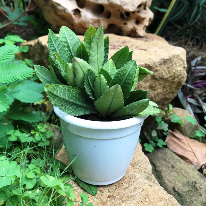 Euphorbia Francoisii Fitto Cactus Plant