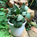 Euphorbia Francoisii Green Chutney Plant