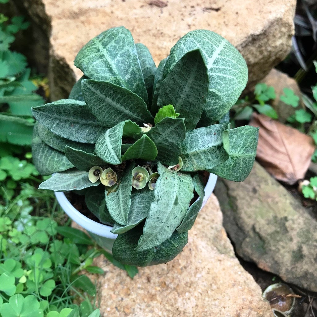 Euphorbia Francoisii Green Chutney Plant - myBageecha
