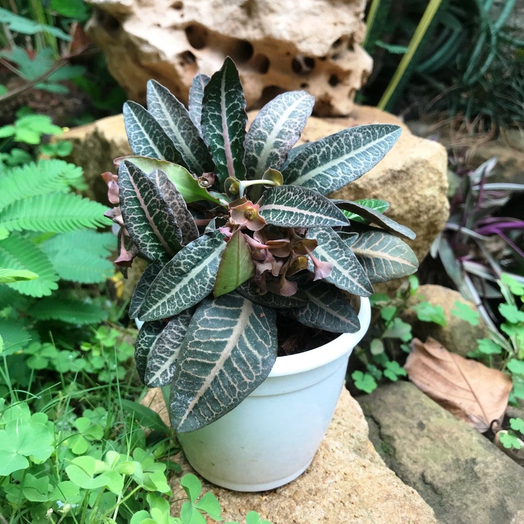 Euphorbia Francoisii Persian Carpet Plant - myBageecha