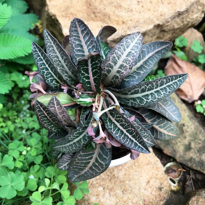 Euphorbia Francoisii Persian Carpet Plant