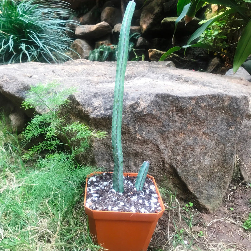 Euphorbia Heterochroma Cactus Plant